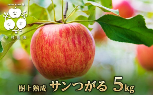【8月下旬発送 先行予約】樹上熟成　サンつがる 5kg 2573298 - 長野県長野市