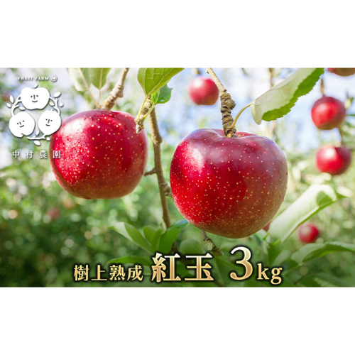 フルーツファーム中村農園　【9月下旬発送 先行予約】樹上熟成　紅玉 3kg |  りんご 紅玉 林檎 人気 おすすめ 果物 フルーツ 赤いりんご アップルパイ 製菓用 加工用 送料無料 長野県 長野市 信州 信濃 ふるさと納税 2573321 - 長野県長野市