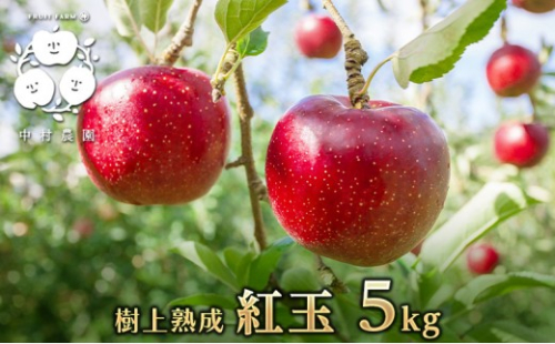 【9月下旬発送 先行予約】樹上熟成　紅玉 5kg 2573326 - 長野県長野市