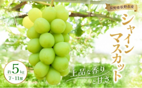2026年産 長野県長野市産シャインマスカット 約5kg 7房～11房 シャイン マスカット 葡萄 ぶどう 果物 フルーツ 信州 2573330 - 長野県長野市