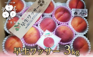 【7月中旬発送 先行予約】早生ワッサー 3kg
