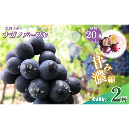 おかべ農園　長野市産 ナガノパープル（贈答用）2房【2026年9月上旬頃発送予定】 | フルーツ 果物 ナガノパープル 葡萄 ブドウ ぶどう 人気 おすすめ ギフト 長野県 長野市 信州 信濃 ふるさと納税 2573349 - 長野県長野市