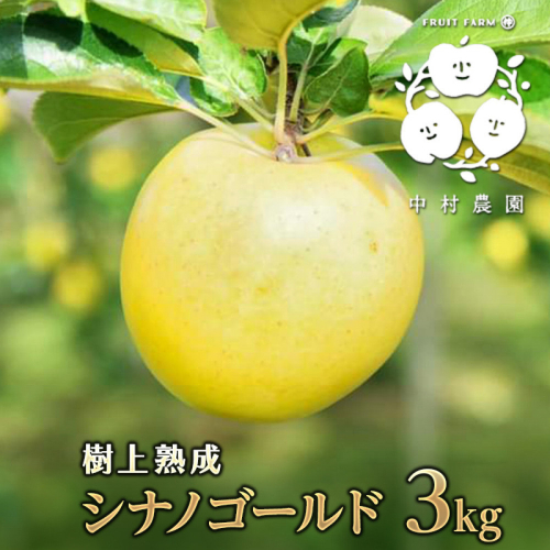 フルーツファーム中村農園　【10月中旬発送 先行予約】樹上熟成　シナノゴールド 3kg |  りんご シナノゴールド 林檎 人気 おすすめ 果物 フルーツ 黄色いりんご 贈答用 ギフト 送料無料 長野県 長野市 信州 信濃 ふるさと納税 2573351 - 長野県長野市