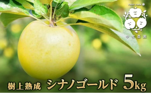 【10月中旬発送 先行予約】樹上熟成　シナノゴールド 5kg 2573352 - 長野県長野市