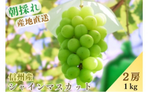 シャインマスカット約1kg 2573357 - 長野県長野市