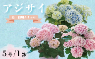 アジサイ 5号 1鉢 紫陽花 色 種類 お任せ おまかせ お花 鉢 鉢植え ギフト 贈物 贈り物 プレゼント 母の日 お母さん 母の日ギフト 感謝 誕生日 記念日 お礼 お祝い 花 フラワー インテリア 観葉植物 観賞用 自宅用 人気 おすすめ 綺麗 かわいい ありがとう 春 5寸 5号鉢 生産者直送 送料無料 ふるさと納税 ふるさと納税花 千葉県 銚子市 木村園芸 【4月上旬～5月末頃発送予定】