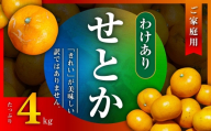 三代目のわけありせとか4kg＜サイズ不揃い・傷＞＜C31-34＞_訳アリ わけあり ワケアリミカン みかん せとか フルーツ 果物 くだもの 家庭用 人気 柑橘 かんきつ 不揃い 規格外 傷 愛媛 旬 産地直送 産直 季節限定 【1488065】 YWTAC023
