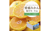 シーズン一番採り!極早生みかん 8kg[訳あり][C25-131][1166252] YW