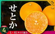 三代目の柑橘の大トロ[せとか]4kg サイズ:L〜4L混合[E31-52]_みかん ミカン 柑橘 せとか フルーツ くだもの 果物 ふるーつ 青果 果実 人気 甘い ジューシー 産直 産地直送 旬 柑橘類 人気 愛媛 果汁 八幡浜市[1631010] YW