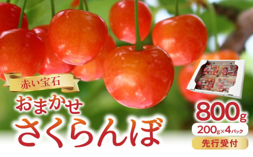 《先行受付》「赤い宝石」おまかせさくらんぼ 200ｇ×4Ｐ【2026年6月頃より順次発送予定】 060-022 2576729 - 山形県大江町
