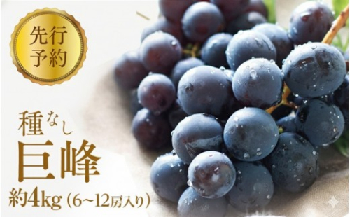 2026年産ぶどう  種なし 巨峰 約4kg 6～12房入り 果物 ブドウ 葡萄 フルーツ デザート おやつ 信州 2026年秋発送 2576777 - 長野県長野市