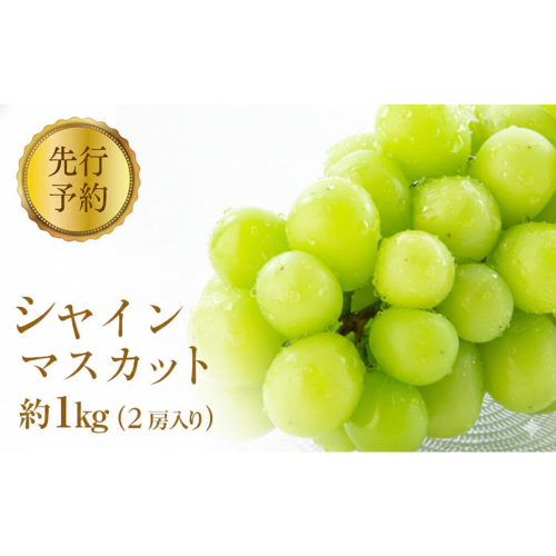 2026年産 ぶどう  シャインマスカット 約1kg 2房入り 葡萄 ブドウ シャイン マスカット 果物 フルーツ デザート おやつ 種なし 信州 2026年秋発送 2576778 - 長野県長野市