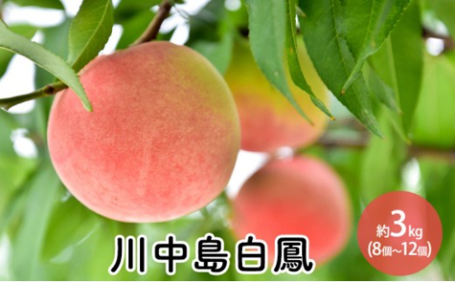 川中島白鳳約3kg（8個～12個） 2576784 - 長野県長野市