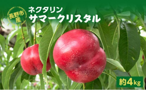 【※2027年発送分　先行予約】朝採り・当日発送 長野市産 希少ネクタリン 「サマークリスタル」 約4kg （18～30個） |   牧野果樹園 農家直送 桃 フルーツ 果物 ネクタリン 人気 おすすめ ギフト プレゼント 送料無料 長野県 長野市 信州 信濃 ふるさと納税 2576790 - 長野県長野市