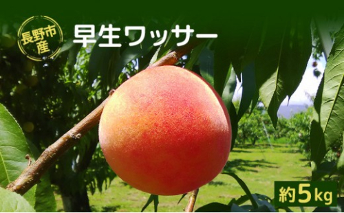 長野市産早生ワッサー約5kg(12～18個） 2576792 - 長野県長野市