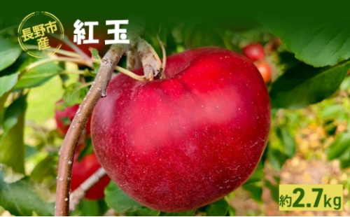 長野市産「紅玉」約2.7kg(9玉～14玉入り） 2576797 - 長野県長野市