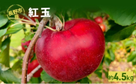 長野市産「紅玉」約4.5kg （18～22玉）