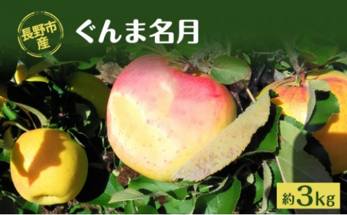 牧野果樹園　長野市産「ぐんま名月」約3kg（8～10玉） |  りんご ぐんま名月 フルーツ 果物 林檎 リンゴ アップル くだもの 人気  おすすめ ギフト プレゼント 送料無料 長野県 長野市 信州 信濃 ふるさと納税 2576801 - 長野県長野市