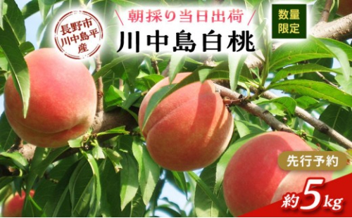 【※2027年発送分　先行予約】朝採り・当日発送 長野市産 「川中島白桃」 約5kg （11～18玉前後） | 牧野果樹園 農家直送 桃 フルーツ 果物 人気 おすすめ ギフト プレゼント 送料無料 長野県 長野市 信州 信濃 ふるさと納税 2576843 - 長野県長野市