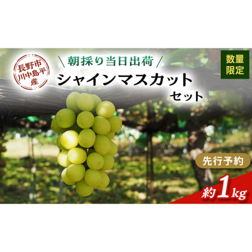 牧野果樹園　シャインマスカット　約1kg（2房） |  シャインマスカット ぶどう フルーツ 果物 人気 おすすめ ギフト プレゼント 送料無料 長野県 長野市 信州 信濃 ふるさと納税 2576857 - 長野県長野市