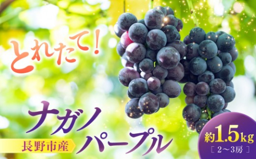 【2027年8月下旬～9月下旬発送　先行予約】ナガノパープル 1.5kg 2-3房 |  ナガノパープル ぶどう フルーツ 果物 人気 おすすめ ギフト プレゼント 送料無料 長野県 長野市 信州 信濃 ふるさと納税 2576907 - 長野県長野市