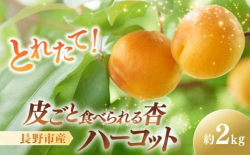 【2027年6月中旬頃より順次発送　先行予約】皮ごと食べられる[ハーコット]2ｋg |  あんず 杏 ハーコット フルーツ 果物 おすすめ 人気 送料無料 長野県 長野市 信州 信濃 ふるさと納税 2576908 - 長野県長野市