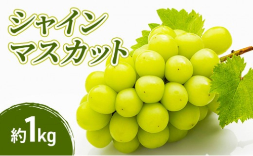 2026年産先行予約シャインマスカット 1kg 果物 フルーツ マスカット 長野県 2576910 - 長野県長野市
