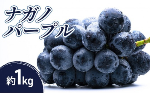 2026年産先行予約ナガノパープル 1kg 果物 フルーツ ぶどう 長野県 2576911 - 長野県長野市