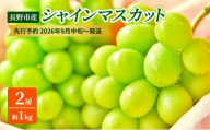 長野市産シャインマスカット2房（約1kg）【2026年9月中旬以降の出荷分】（本気農場いけだ）