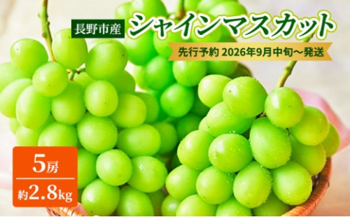 長野市産シャインマスカット5房（約2.8kg）【2026年9月中旬以降の出荷分】（本気農場いけだ） 2576923 - 長野県長野市