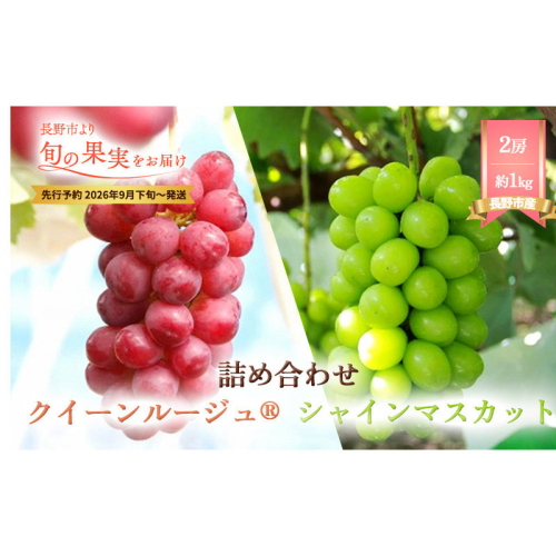 シャインマスカット・クイーンルージュ詰合せ1kg【2026年9月下旬以降の出荷分】（本気農場いけだ） 2576925 - 長野県長野市