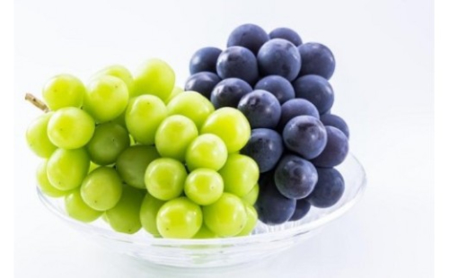 長野市産 ナガノパープル＆シャインマスカット詰合せ１kg【2026年9月以降出荷分】フルーツ ぶどう 葡萄 果物 人気 種なし 新鮮 期間限定 令和8年 2026年発送 2576926 - 長野県長野市