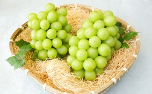 長野市産 シャインマスカット1kg【2026年9月以降出荷分】フルーツ ぶどう 葡萄 果物 人気 種なし 数量限定 令和8年 産地 長野 2576929 - 長野県長野市