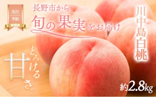 桃 先行予約 川中島白桃 約2.8kg 糖度12度 白桃 フルーツ 果物 オンライン決済限定 2576932 - 長野県長野市