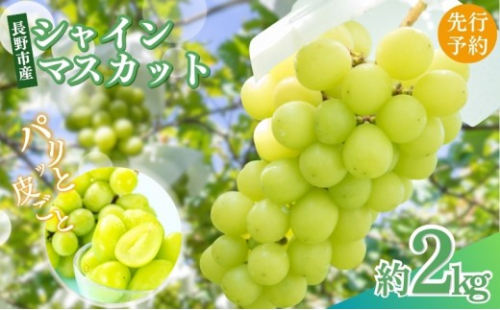 長野県 長野市産 シャインマスカット2kg(2～6房)【2026年9月下旬頃～発送予定】（矢島農園） 2576934 - 長野県長野市