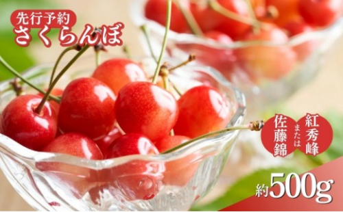 長野県 長野市産さくらんぼ 500g【2026年6月下旬頃発送予定】（矢島農園） 2576936 - 長野県長野市