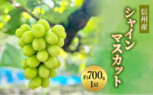 信州産シャインマスカット約700g（1房）2026年9月初旬から10月中旬発送 2576949 - 長野県長野市