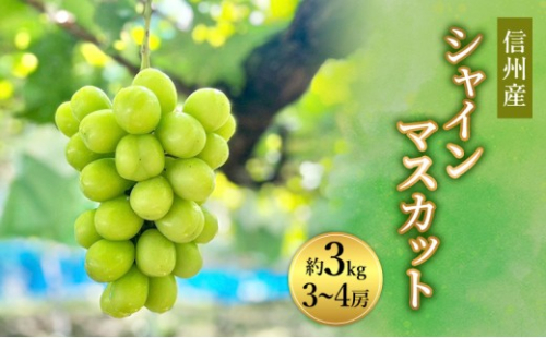 信州産シャインマスカット約3kg（3～6房）2026年9月初旬から10月中旬発送 2576951 - 長野県長野市