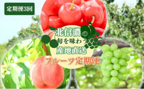 長野県 長野市産 ☆季節のフルーツ☆7月～9月連続お届け　さくらんぼ・桃・シャインマスカット※オンライン限定　(矢島農園) 2576968 - 長野県長野市