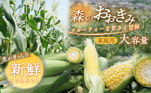 森町産“森のおおきみ”平均糖度18度超え・朝採れスイートコーン（たっぷり大容量） とうもろこし スイートコーン 森のおおきみ 朝採れ 新鮮 大容量 フルーティー 上品 詰め合わせ 野菜 静岡県 森町 2577002 - 静岡県森町