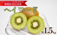 キウイフルーツ ヘイワード 約1.5kg【2026年11月上旬頃から順次発送】 |  キウイ グリーンキウイ ヘイワード キウイフルーツ フルーツ 果物 きうい くだもの デザート 産地直送 数量限定 国産 送料無料 愛媛県 松山市
