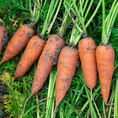 【先行予約（2026年12月上旬～順次発送）】＜てんとうむしばたけ＞有機にんじん5kg 2577146 - 京都府京丹後市