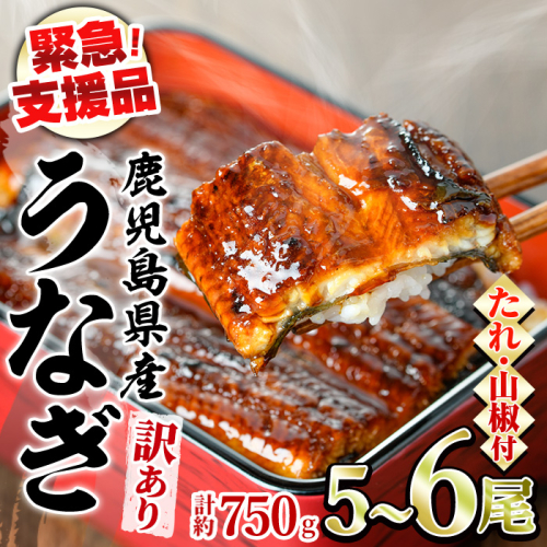 【0184359a】【緊急支援品】＜訳あり＞鰻の蒲焼き(無頭)(5～6尾・計約750g・タレ、山椒付) うなぎ ウナギ 鰻 国産 蒲焼 蒲焼き たれ 鹿児島 ふるさと 人気 支援 【アクアおおすみ】 2579142 - 鹿児島県東串良町