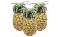 ＜先行予約＞ 石垣島産パイナップル 島パイン・ハワイ種 約2.8kg(2～4玉) | 沖縄県 石垣市 石垣島 南国 フルーツ 果物 季節限定 パイン