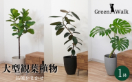 【グレー】大型観葉植物 ≪1鉢≫ 鉢カバー付き 観葉植物 グリーン インテリア ナチュラル 植物 モンステラ ウンベラータ フィカス 大型 大きい ベンガレンシス 鉢 ハイドロカルチャー ストーンライトポット 愛知県 豊橋市