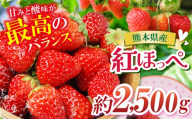 【農家から届く甘酸っぱい贈り物】 紅ほっぺ　約2500g | 紅ほっぺ いちご 苺 フルーツ 果物 国産 国産フルーツ 産地直送 農家直送 低農薬 お取り寄せ ギフト贈答用 プレゼント お歳暮 熊本県 玉名市