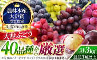 大粒品種詰め合わせ(シャインマスカット含まず)3.0サイズ