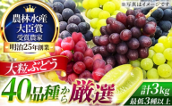 大粒品種詰め合わせ(シャインマスカット含む)3.0サイズ