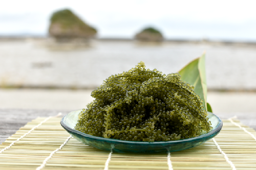 沖縄県産　海ぶどう　250g× 1 パック（ご自宅用）|海ぶどう 新鮮 お取り寄せ グリーンキャビア 沖縄県 南城市 有限会社板馬養殖センター 2583006 - 沖縄県南城市