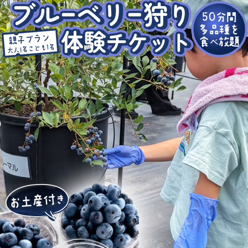ブルーベリー狩り 体験チケット 《親子プラン お土産付き》 ブルーベリー ベリー 食べ比べ 食べ放題 収穫 収穫体験 体験 チケット 招待券 レジャー 観光 旅行 親子 ふれあい お土産 おみやげ 持ち帰り テイクアウト 多品種 果実 果物 くだもの フルーツ 自然体験 農業体験 茨城県 桜川市 [DZ008sa] 2583384 - 茨城県桜川市